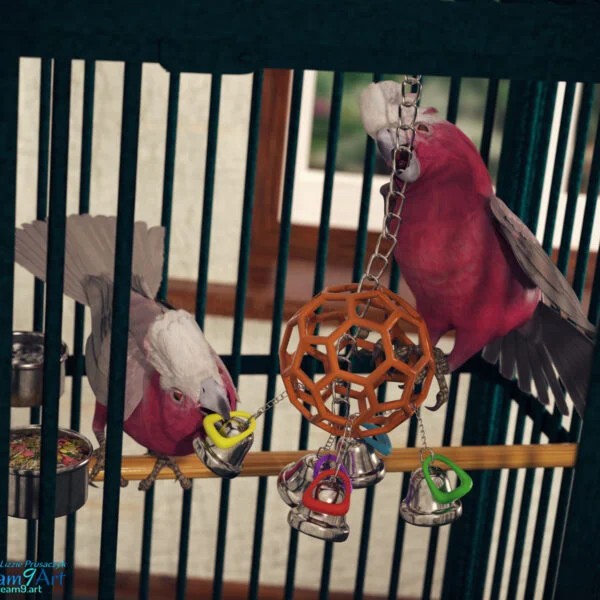 Birds of Play Birds of Play