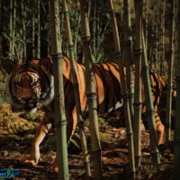 On the Prowl
