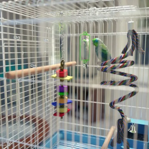 Austin's a Pretty Bird